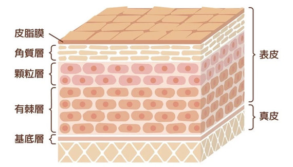 物理性屏障由皮脂膜,角质层角蛋白,脂质," 三明治"结构,砖墙结构,真