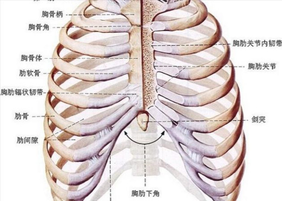 大胆猜测下,肯定有许多人说不清楚肋骨到底在哪里!(举起你们的双手)