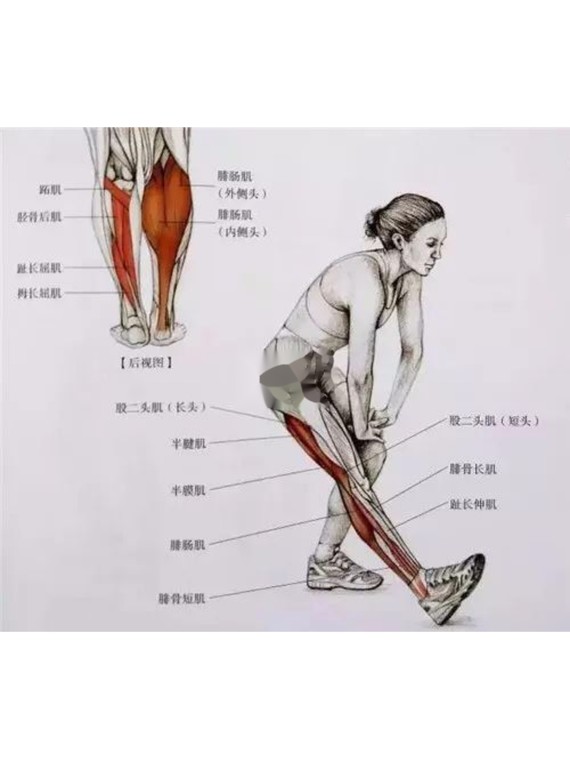 小腿粗壮的人走路是不是总觉得小腿过度用力,走路累,怎么也瘦不下来?