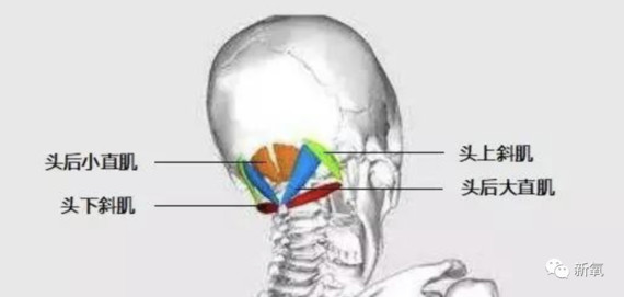 接下来我们要 放松枕后肌群:这个部位的肌肉用手指去按摩它,让它舒展
