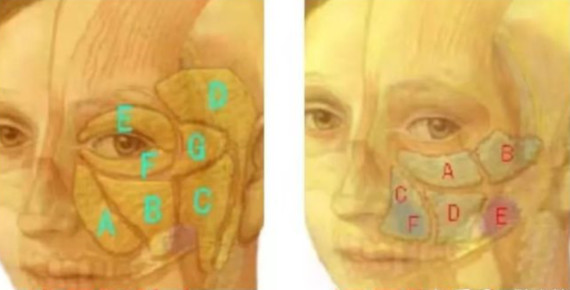 干货知识点⑩ ①我们中面部的脂肪并不是完整的一大片,而是被smas筋膜