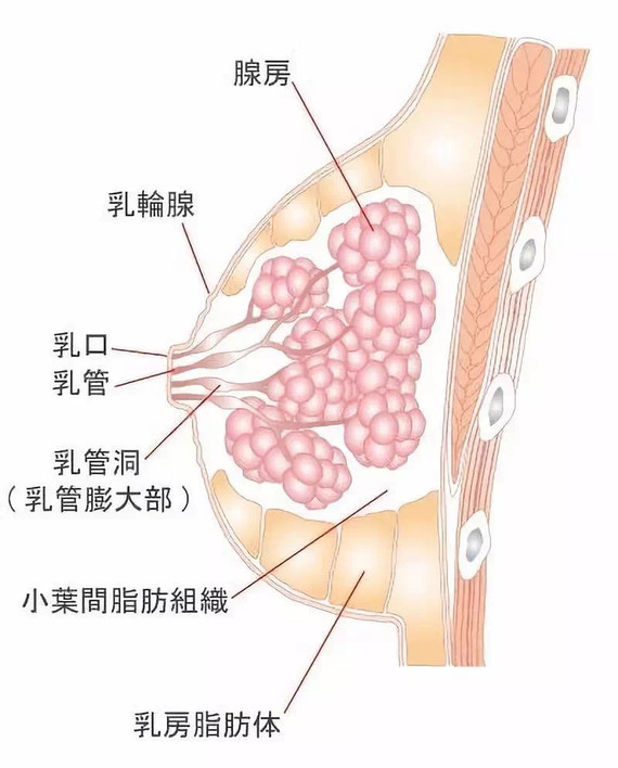 78大姨妈来之前乳房胀痛是怎么回事乳腺增生不需要治疗按摩调理反而