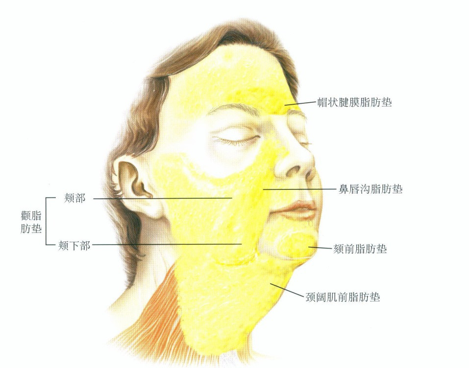 颅面骨,肌肉和皮肤是颅面部的支架及形态的重要组成成分,但以脂肪为主