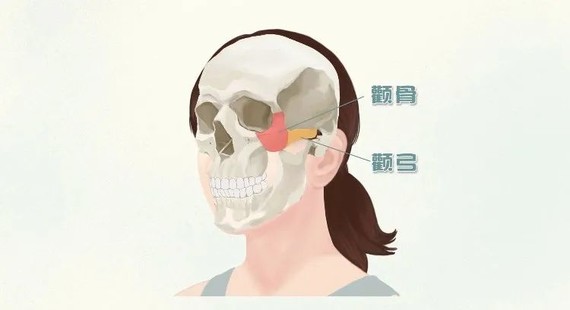 颧弓和颧骨的位置如下图所示.