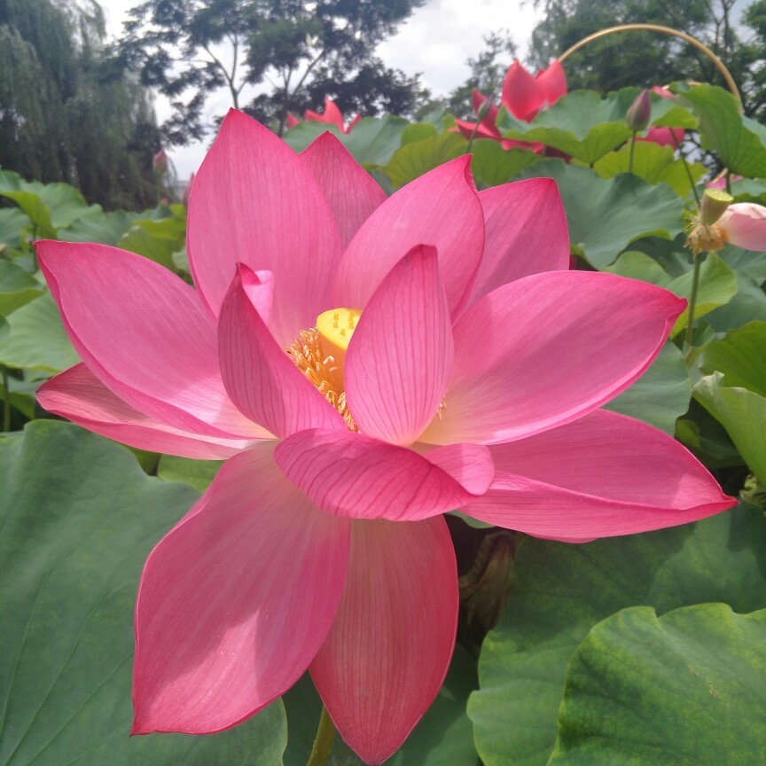 鬼火绿的美丽日记"6.