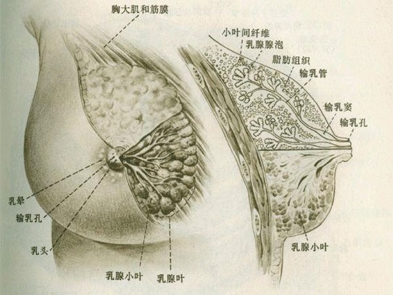 乳腺的位置图图片
