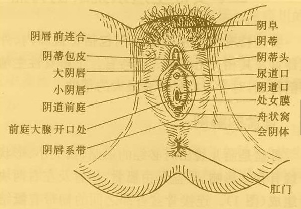 海贼王茵蒂图片