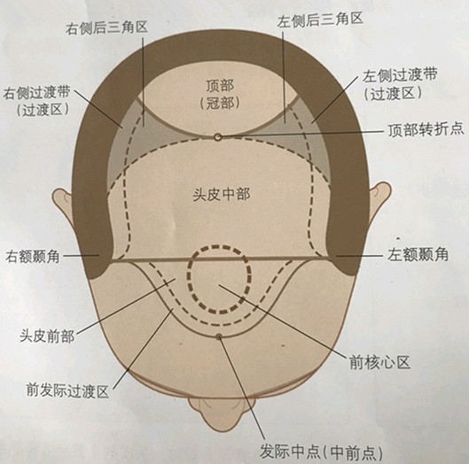 头面部分区图解图片