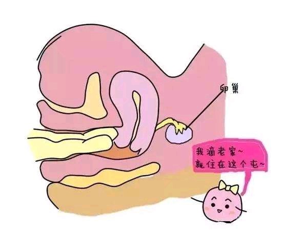 治疗子宫颈过长,主要是通过手术,将过长的部分子宫颈切除.