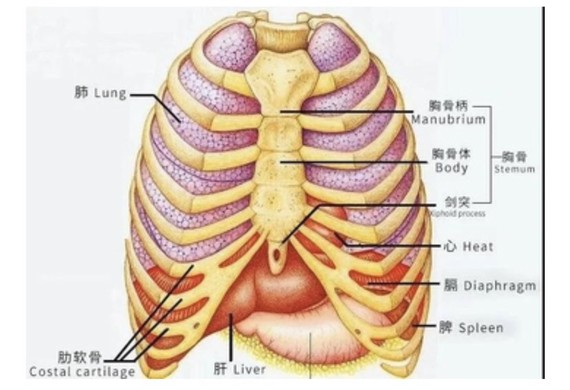 胸腔器官位置图图片