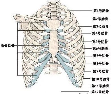 做肋骨鼻子是不是要去做ct看肋骨钙化没 新氧 专业医美服务平台