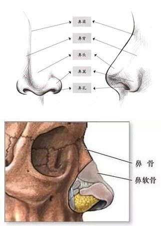 我的鼻子需要做鼻骨嘛 整容医生说我的 新氧 专业医美服务平台