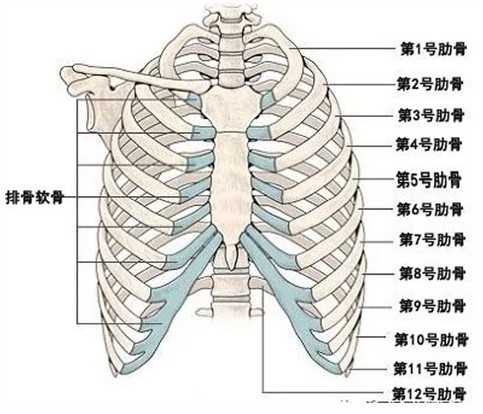 人体第四根肋骨位置图片