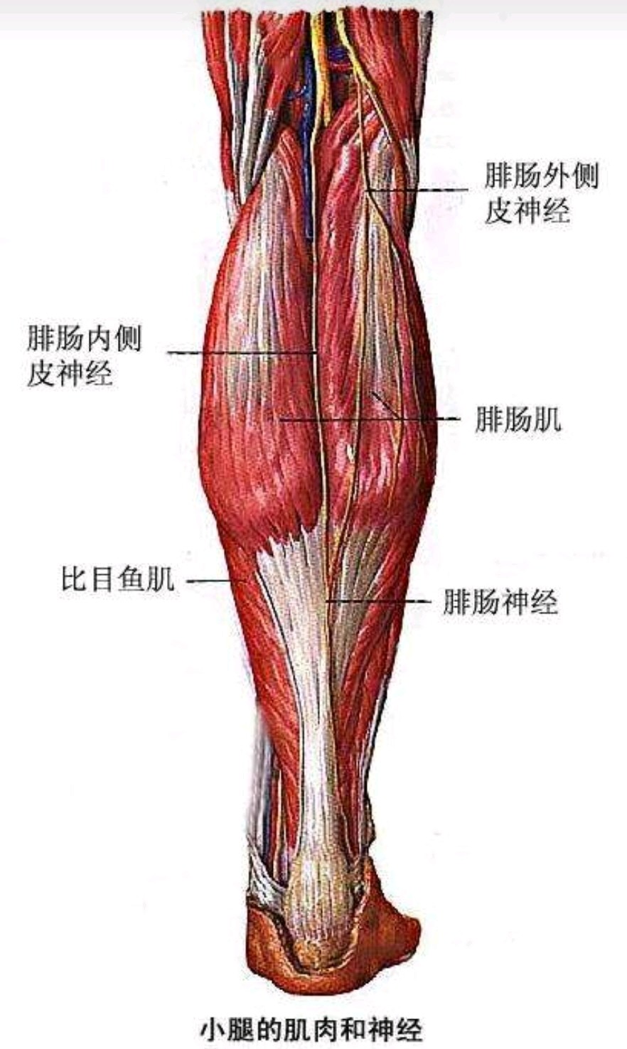 小腿神经阻挡和瘦腿针哪个好 新氧 专业医美服务平台