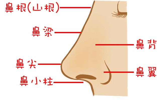 鼻子一般都有什么形状 怎么判断自己适 新氧美容整形