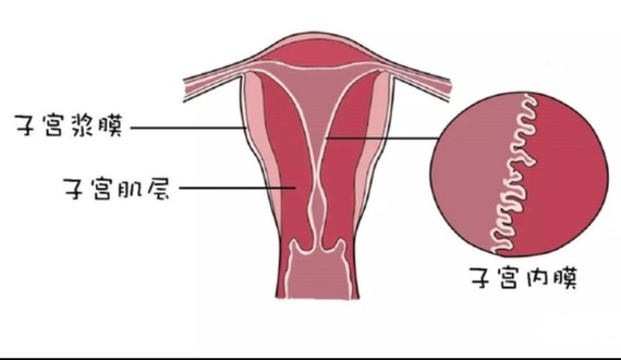子宫壁结构图片