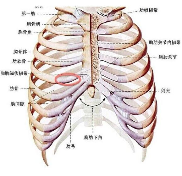 胸下两侧肋骨凹陷图片