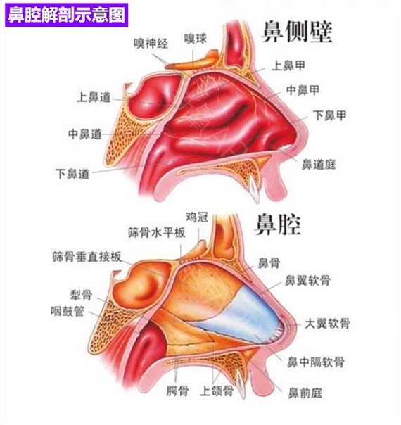 先看看鼻部剖析图,可以结合文字的解释知道鼻子的嗅觉神经在哪里.
