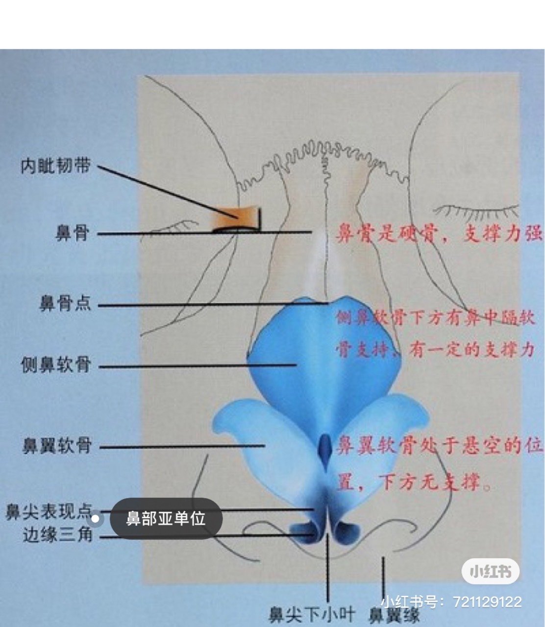 捏鼻子就能捏出高鼻梁?too young too _圈子-新氧美容整形