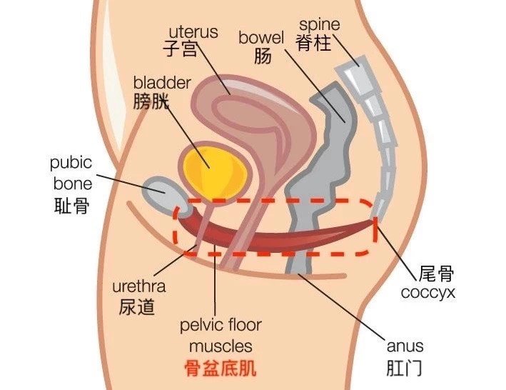 女性身体分解图片