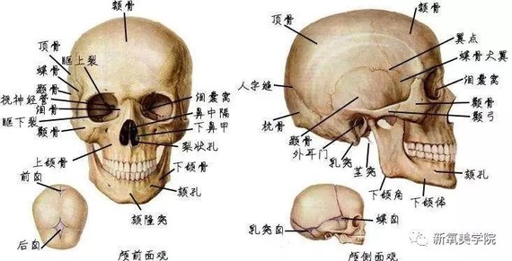 人的解剖结构是由骨骼,肌肉,脂肪等组织构成,由骨骼支撑的