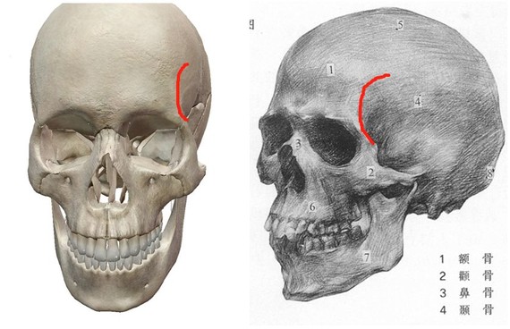 眉峰在此处出现,这是一个信号,也是一个过渡,意味着由正面转向侧面.