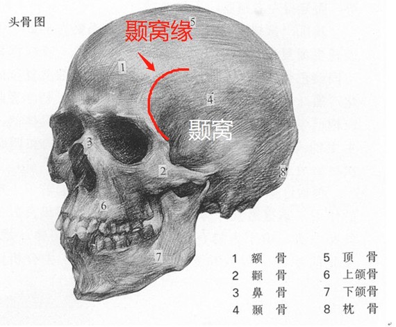先认识一个骨骼结构,颞部缘也叫颞嵴.