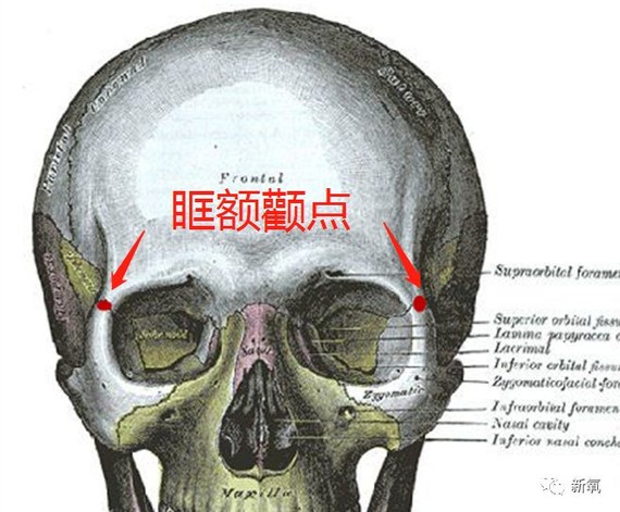 在前后增长速度不一致的情况下,也就意味着这个眶额颧点会持续变宽