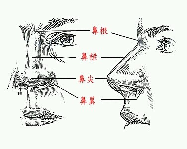 所以鼻子的重要性就不多啰嗦~按照惯例,先上鼻子结构图!