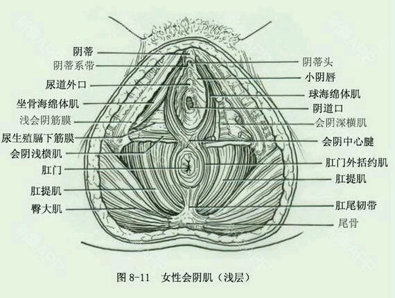 系带是什么东西图片