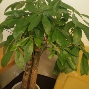 【激光脱毛】【美国月光真空脱毛(唇/腋)】真空冷凝技术# 治疗无痛(年