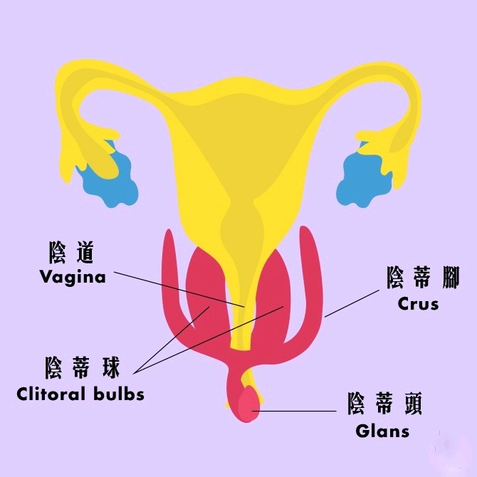 阴蒂肥大不仅影响女性的外阴的美观,也会影响女性对夫妻生活的敏感