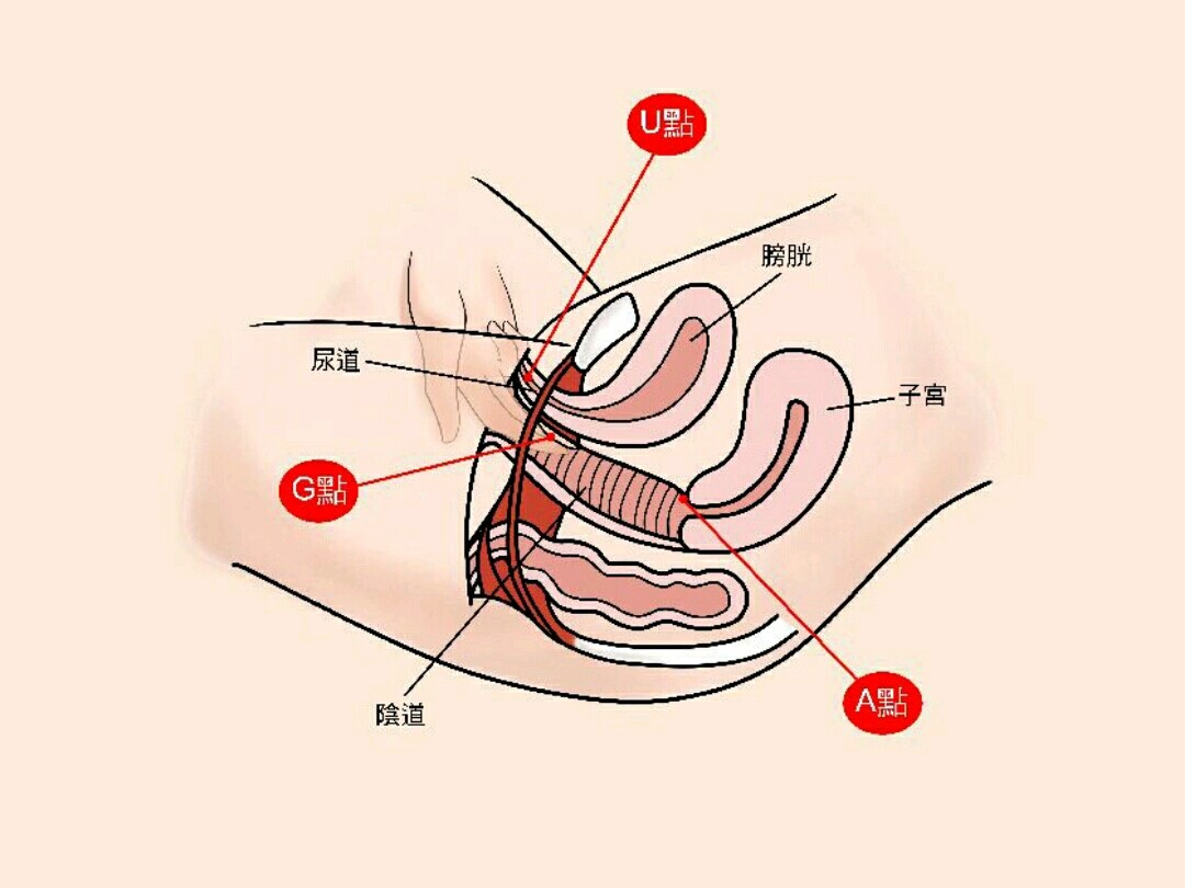 一次g点填充