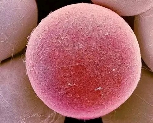 脂肪究竟是怎样炼成的