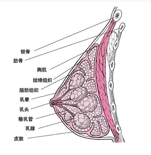 【胸部健康大講堂】你想擁有的美胸,是否都被這些給毀掉了