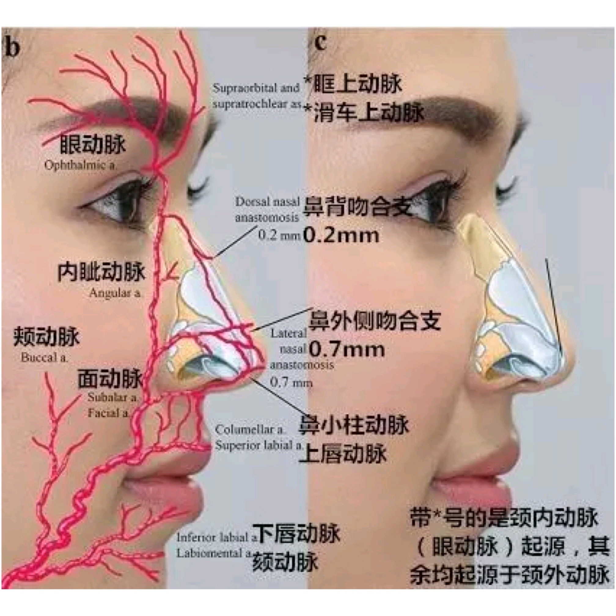 鼻唇沟血管分布图图片