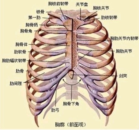 胸廓角度图解图片