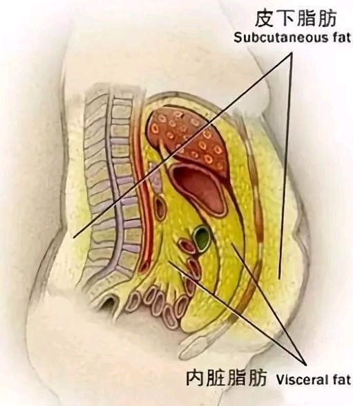 胖子内脏肚子脂肪图片图片