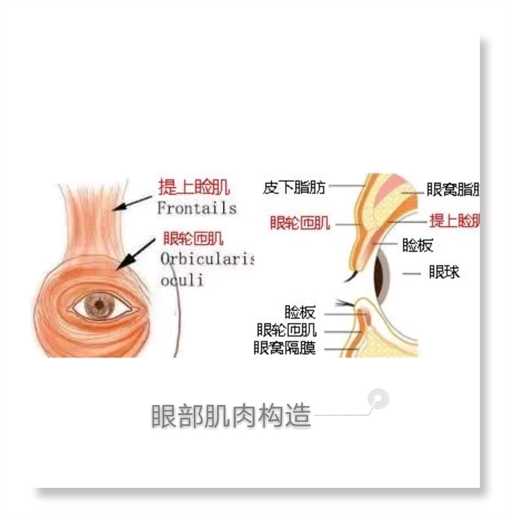 上眼皮组织结构图图片