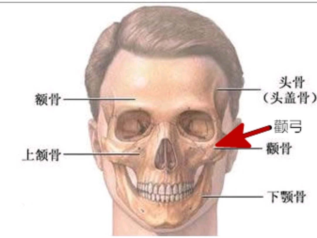 颧弓解剖图图片