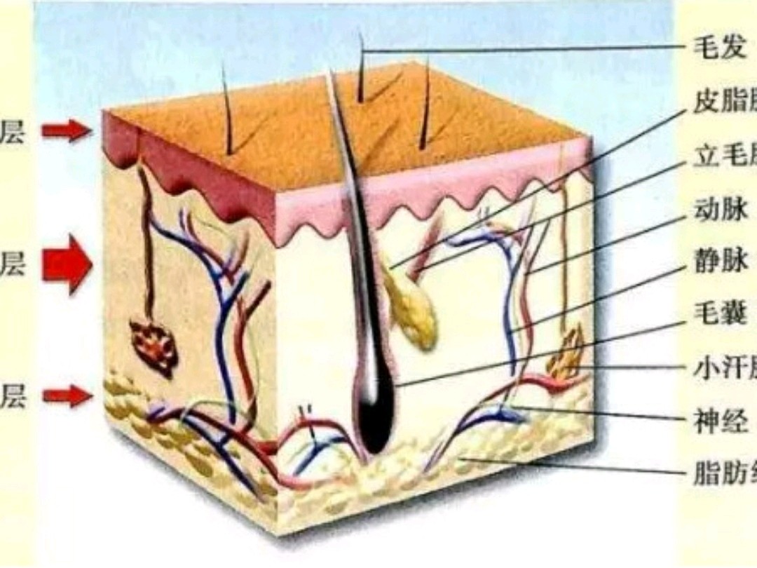 一个毛囊只长一根头发吗?