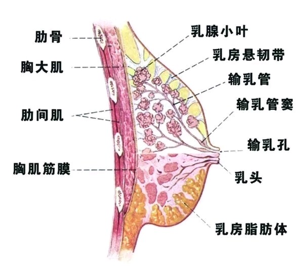 大乳房正常位置图片