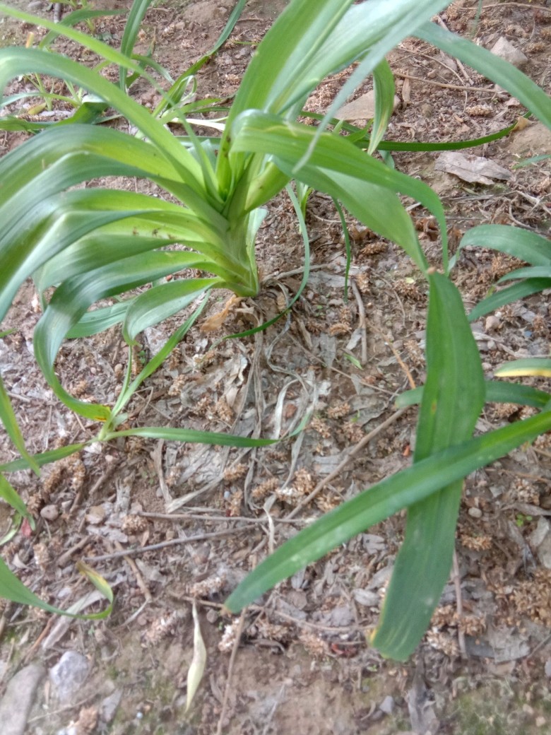 我想问一下假体丰胸,以后还用再取出假体不?