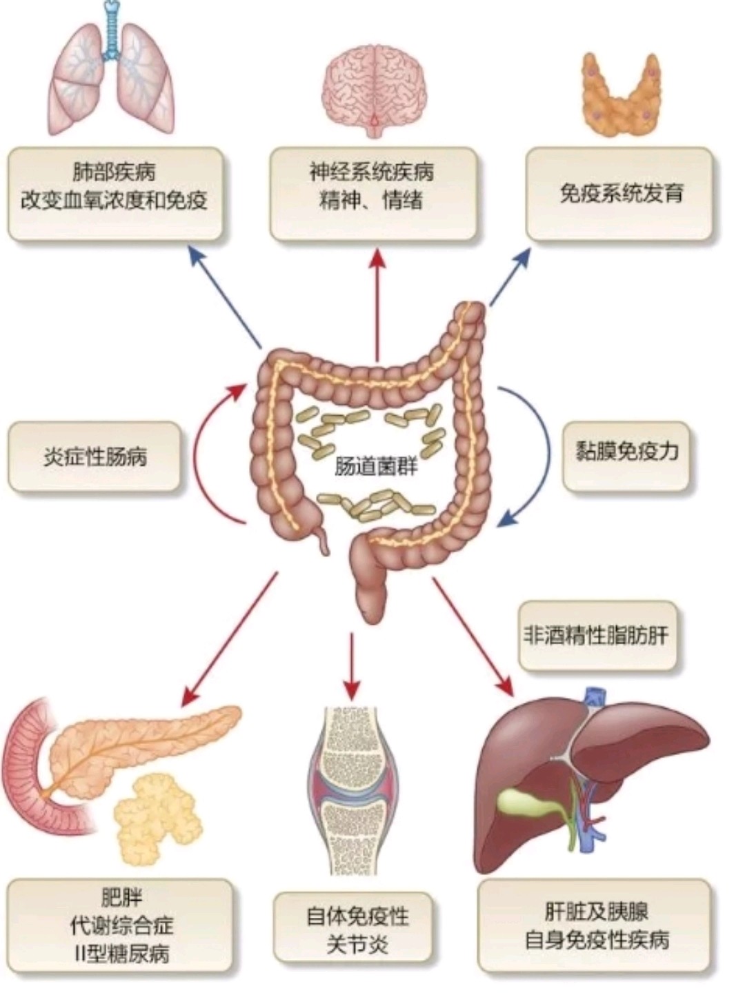 如何变成易瘦体质肥胖便化多端多是肠道菌群失调引起的
