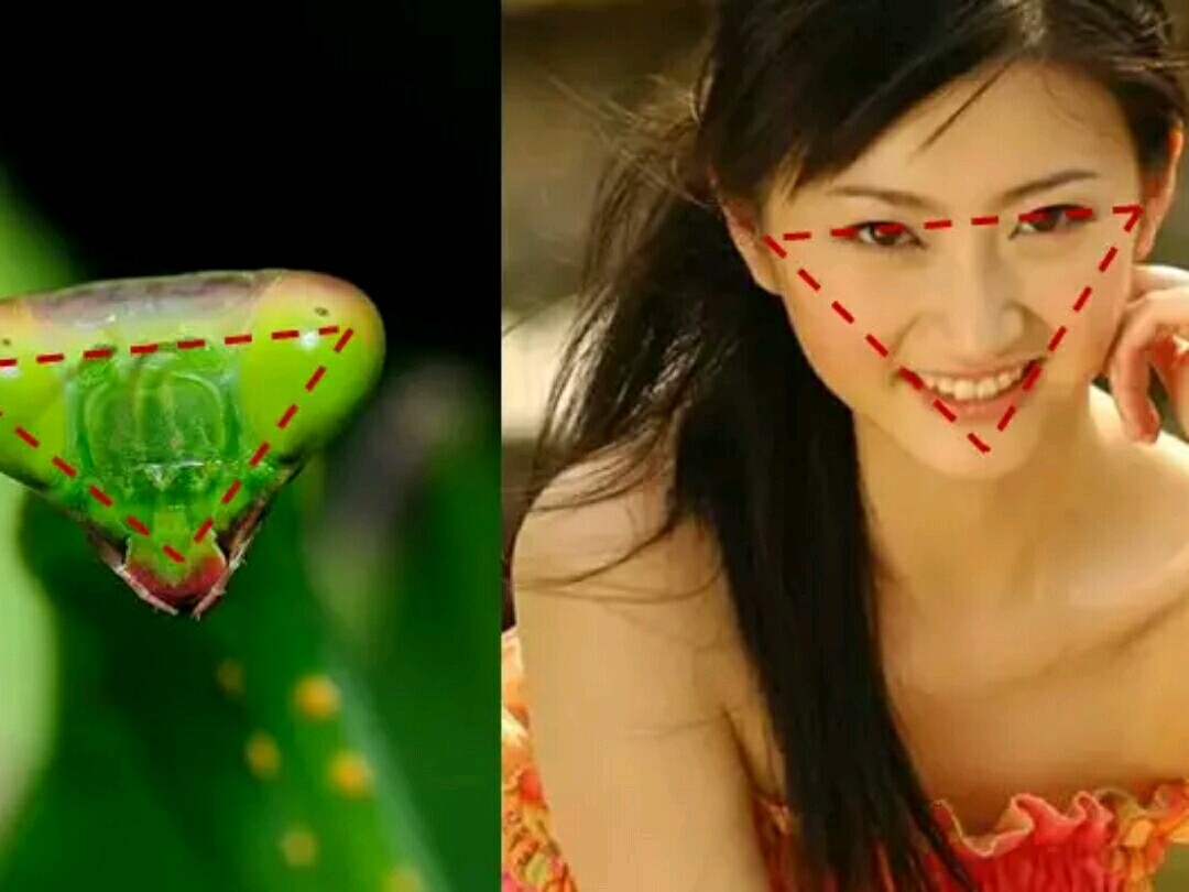 73改善颜值bug脱离螳螂脸73