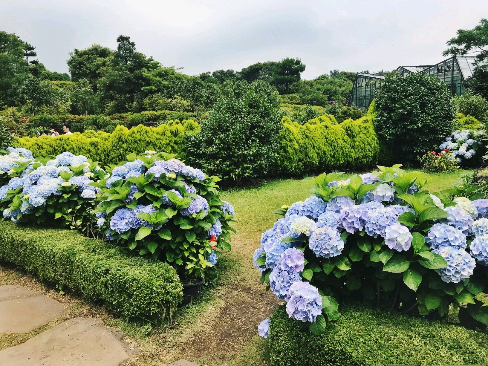 绣球花还有一个种类有个好听的名字叫无尽夏 圈子 新氧美容整形