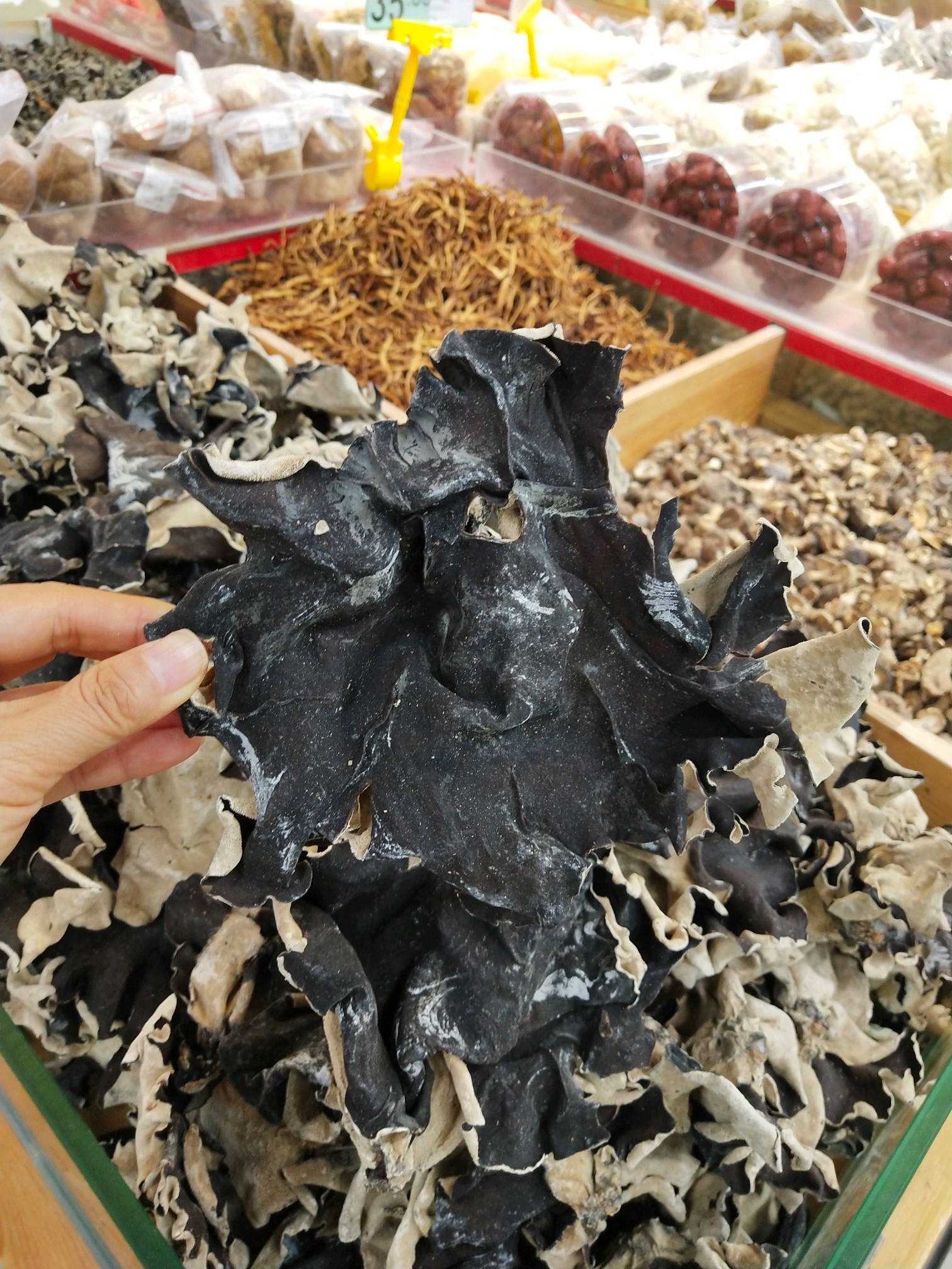 南方的木耳好大只,好像二师兄的耳朵90咬起来噶滋噶滋_圈子-新氧