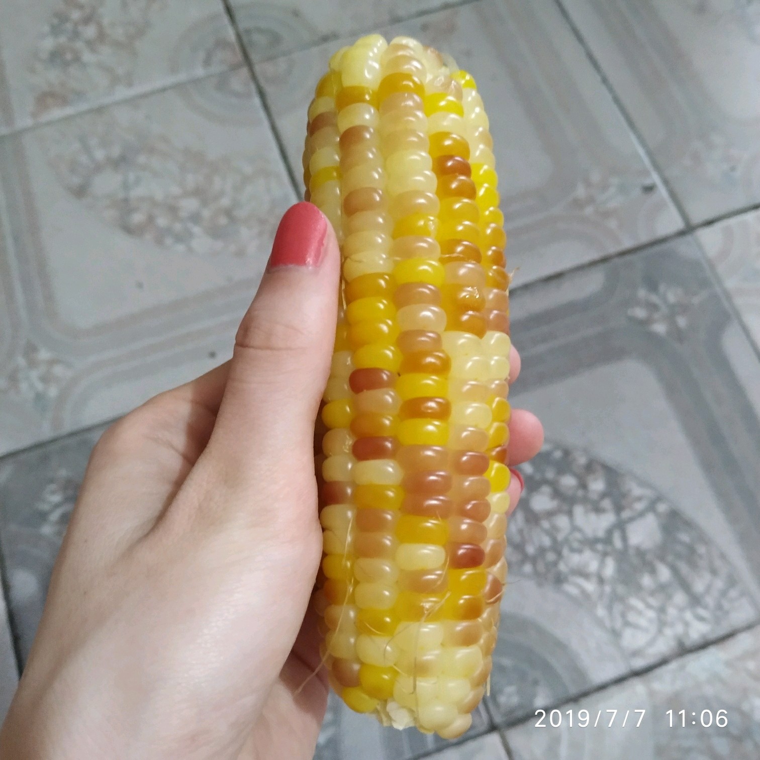 又是吃玉米的一天