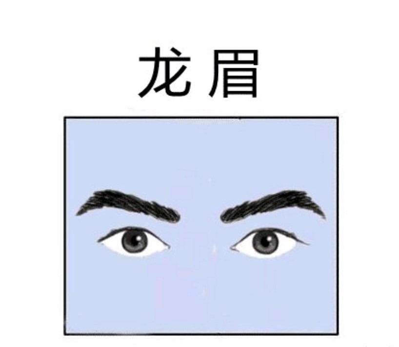 龙眉 所谓的龙眉,就是指一个人的眉毛长得比较圆,整体看起来弯弯向上
