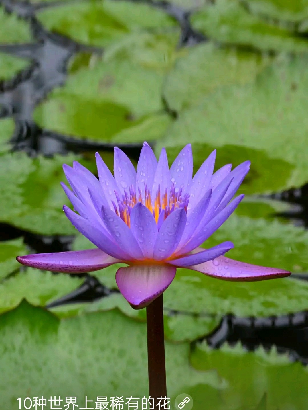 紫色荷花,没见过